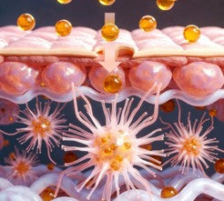 Why is Topical Vitamin A important for Collagen Production?